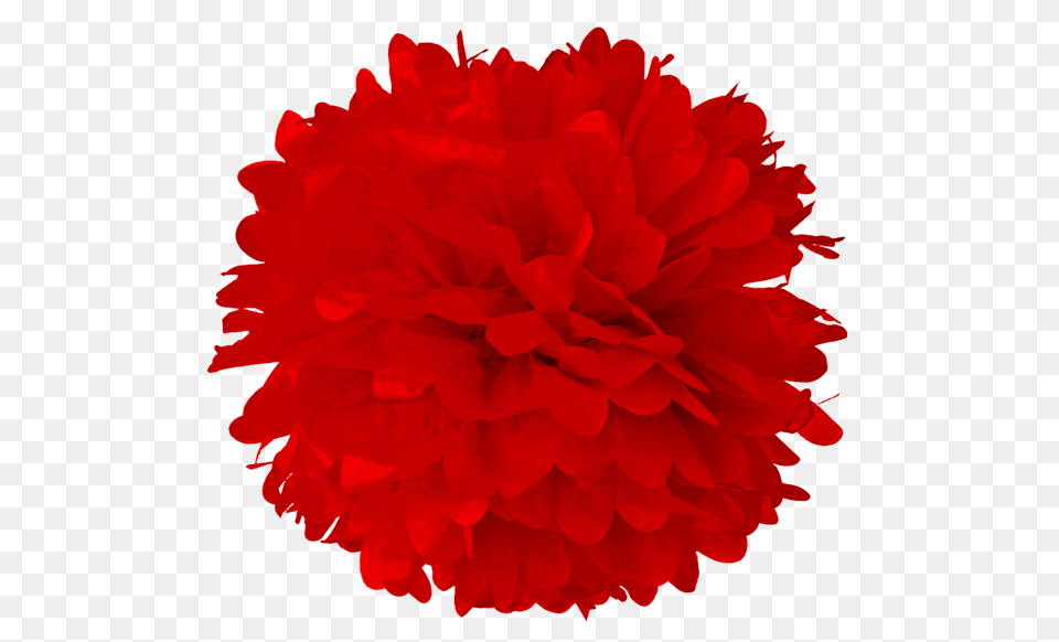 Red Pom Poms Red Pom Poms Images, Flower, Plant, Rose Free Transparent Png