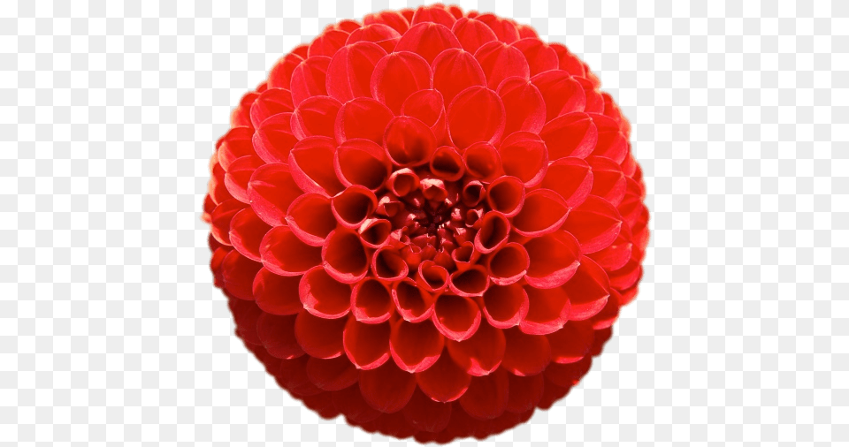 Red Pompom Chrysanthemum Geometria En La Naturaleza, Dahlia, Flower, Plant Free Transparent Png