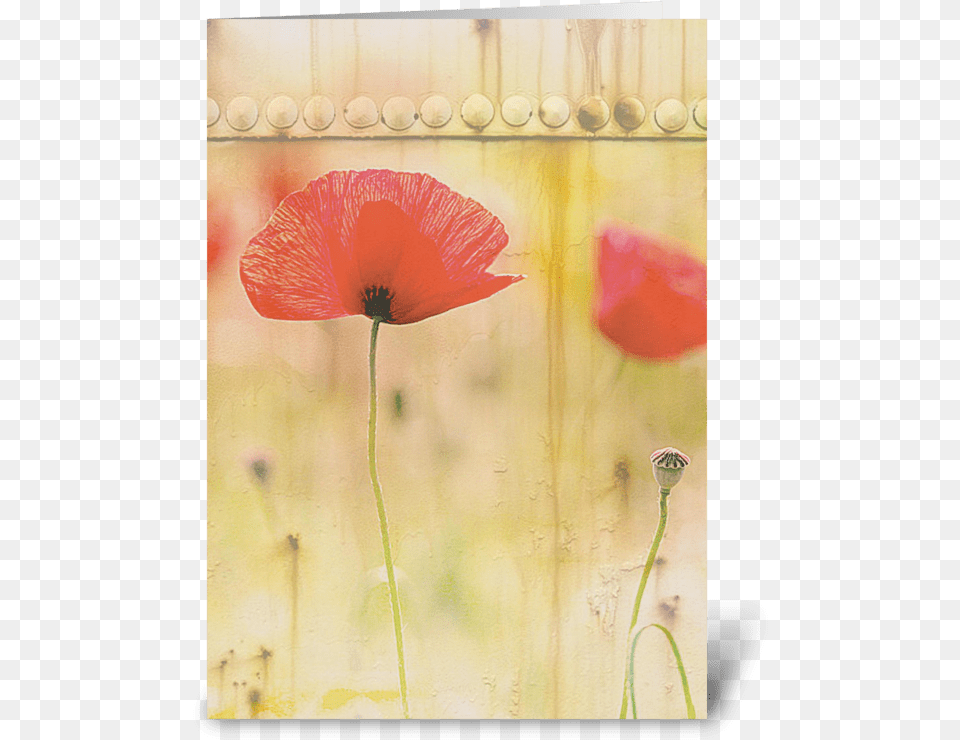 Red Poppies Greeting Card Corn Poppy, Flower, Plant Png Image