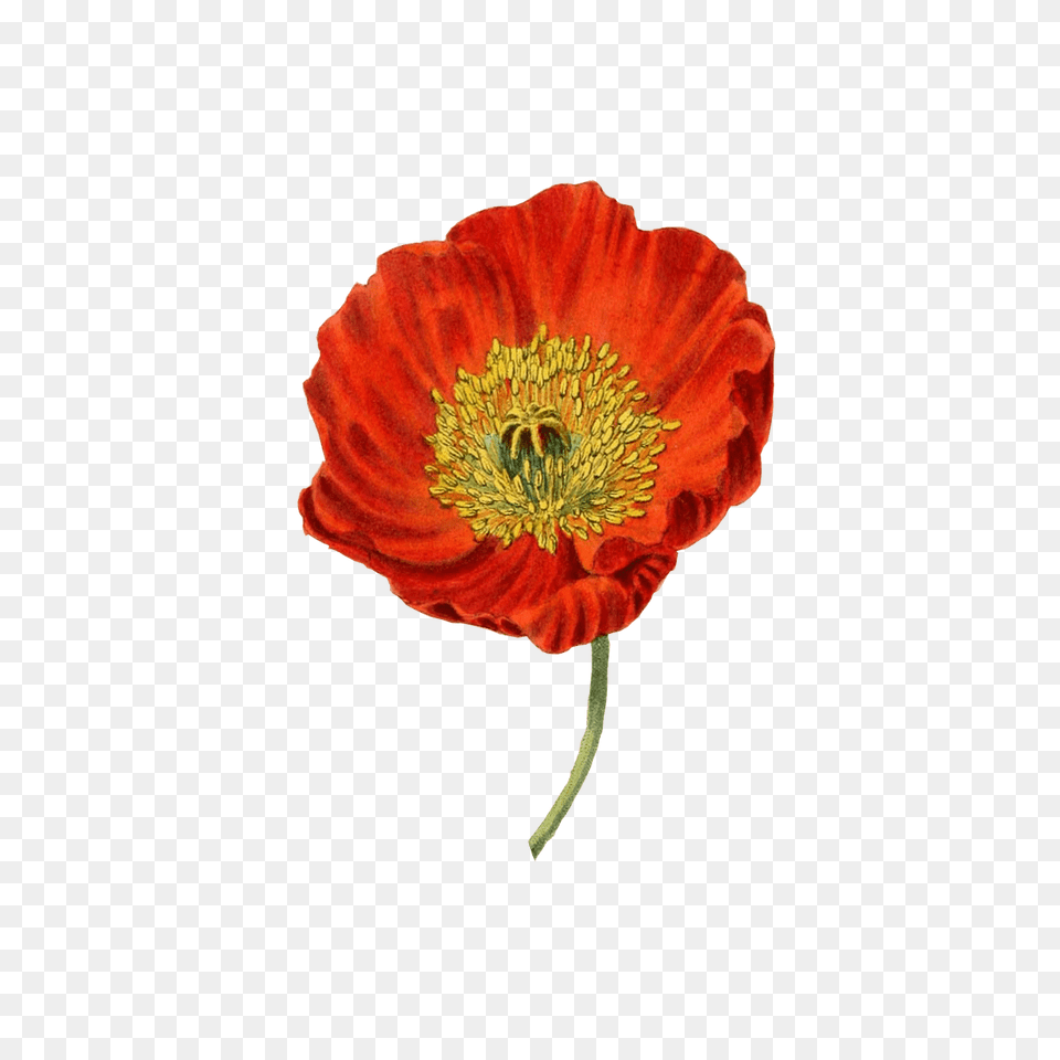 Red Poppy, Anther, Flower, Plant, Petal Free Png