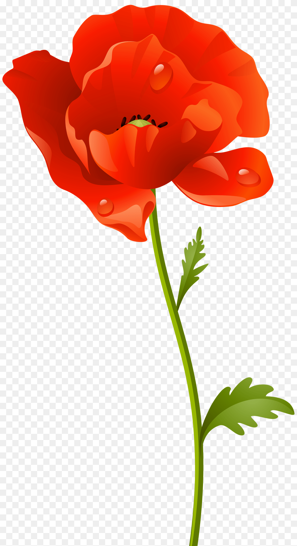 Red Poppy Flower Clip Art, Plant, Carnation, Dynamite, Weapon Free Transparent Png