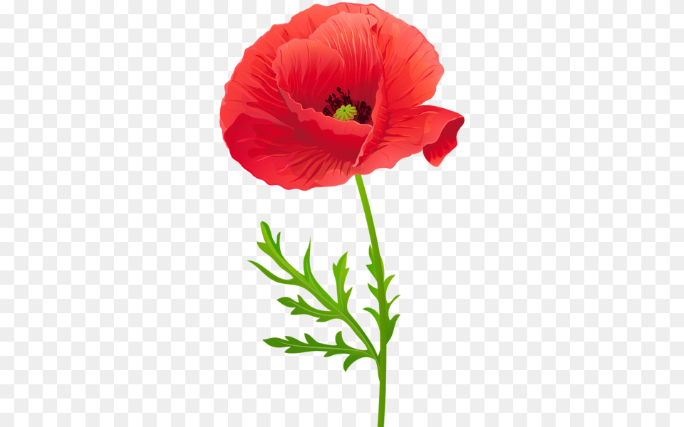 Red Poppy Flower Clip Art, Plant, Rose Png
