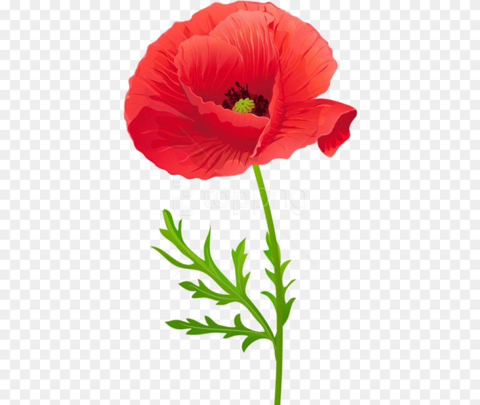 Red Poppy Flower Clipart, Plant, Rose, Person Png Image