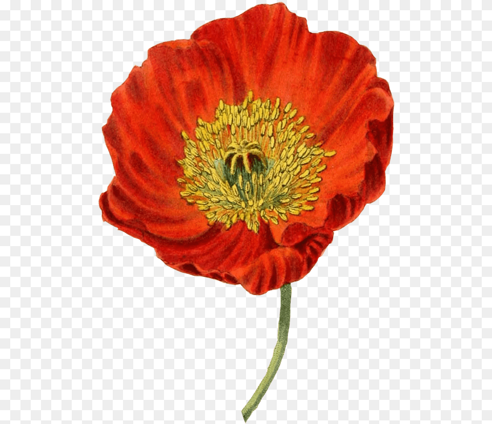 Red Poppy Transparent Amapola, Flower, Plant, Petal, Anther Free Png Download