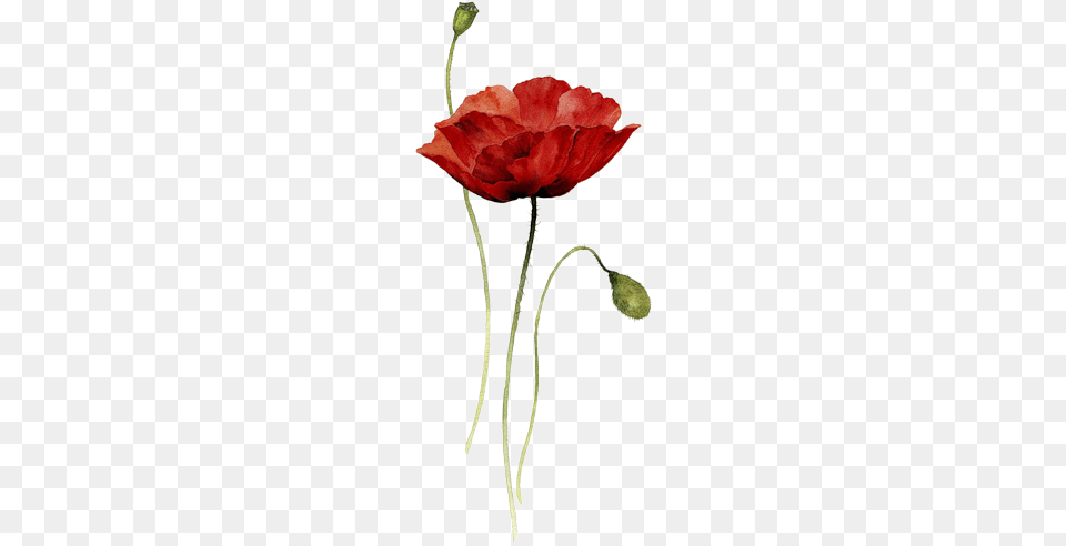 Red Poppy Watercolor Tattoo, Flower, Plant, Petal Free Png