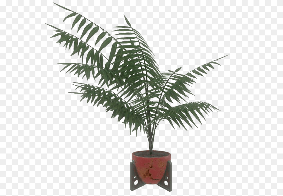 Red Potted Plant Houseplant, Fern, Leaf, Palm Tree, Tree Png Image