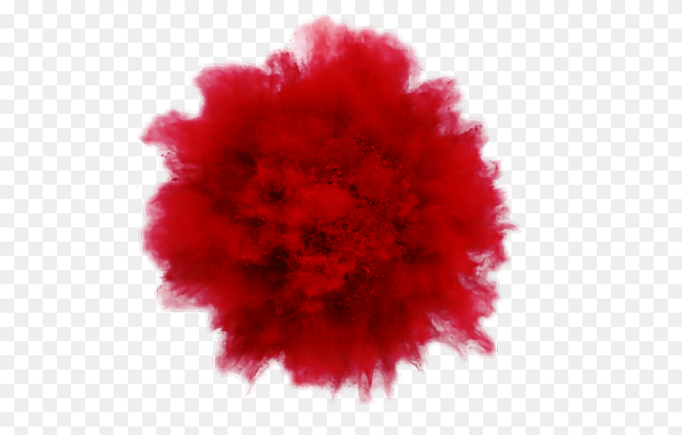 Red Powder Splash, Carnation, Flower, Plant, Petal Free Png Download