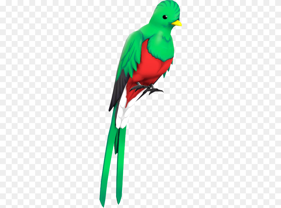 Red Quizzical Quetzal Quetzal, Animal, Beak, Bird, Person Png Image