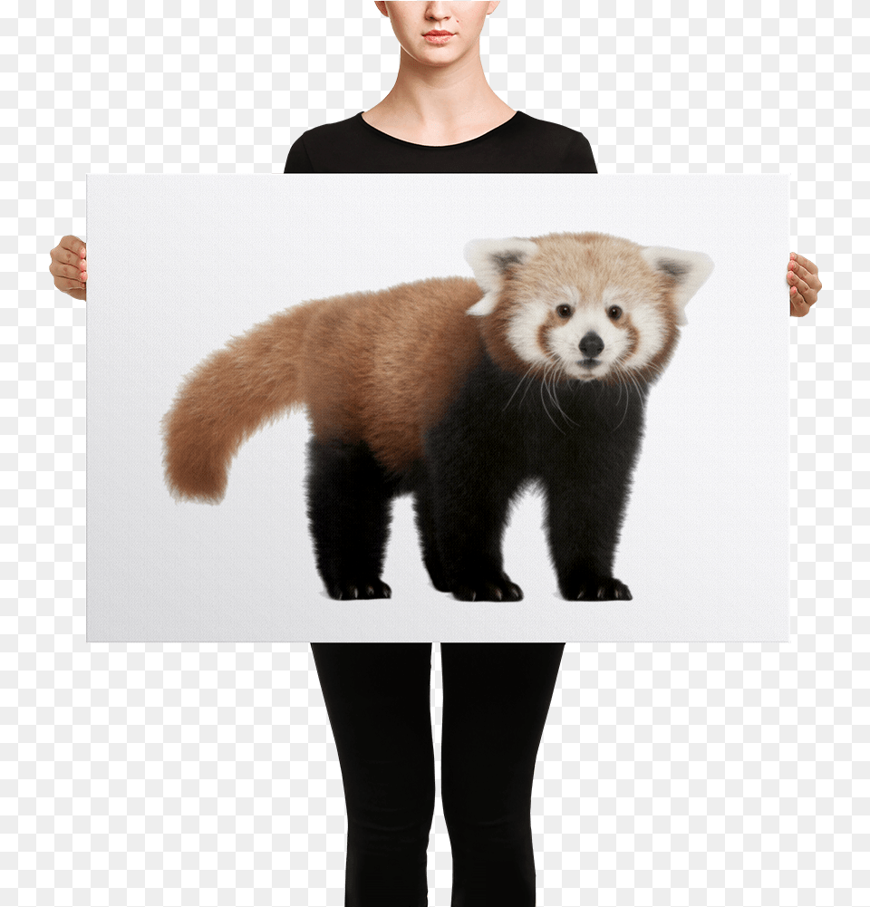 Red Red Panda, Adult, Person, Woman, Female Free Png Download