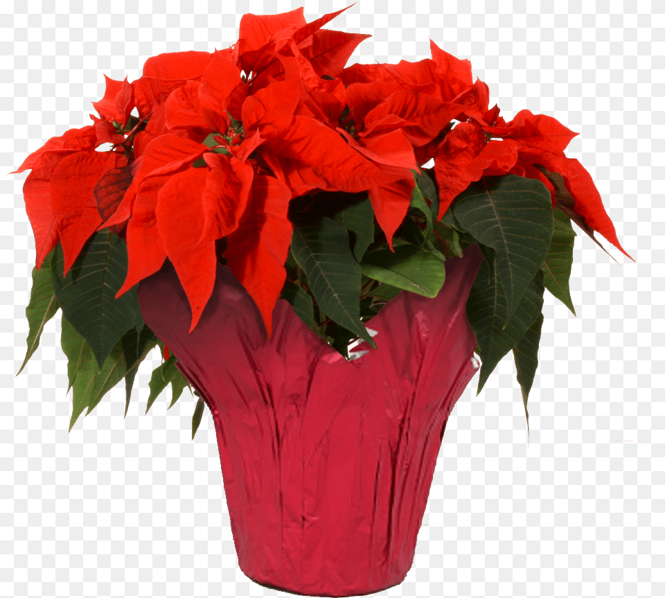 Red Red Poinsettia, Flower, Potted Plant, Plant, Leaf Png Image