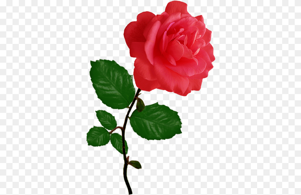 Red Red Rose Clipart Pink Flower Single Rose, Plant Png Image