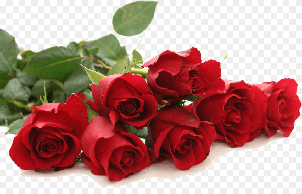 Red Red Rose Images Download, Flower, Flower Arrangement, Flower Bouquet, Plant Png Image