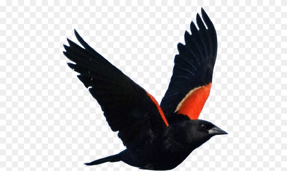 Red Red Wing Black Birds, Animal, Bird, Blackbird Free Png Download