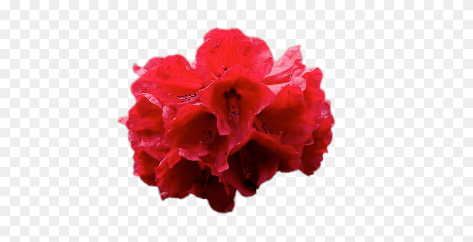 Red Rhododendron, Flower, Geranium, Petal, Plant Png