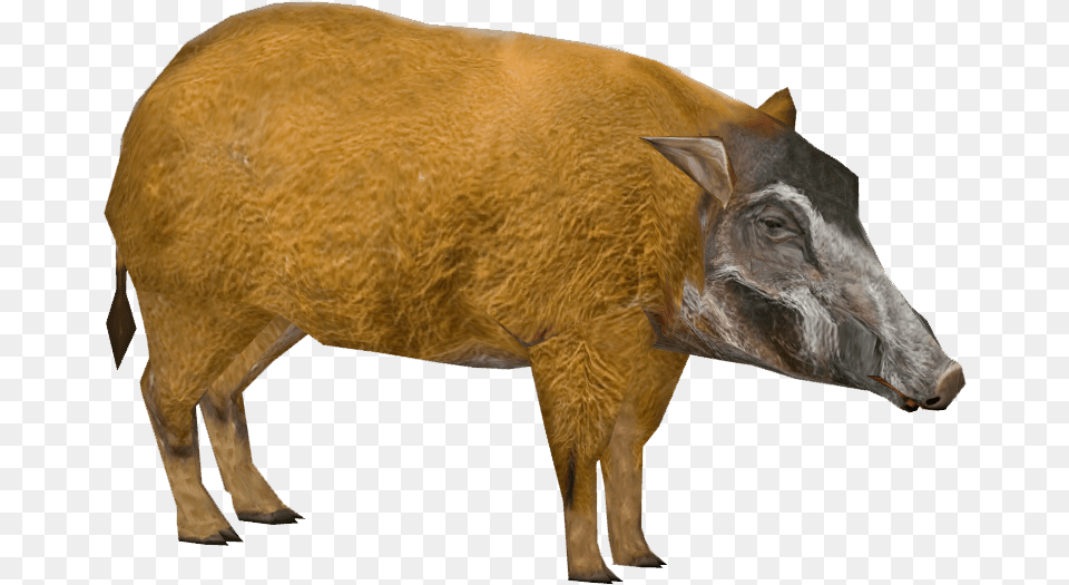 Red River Hog Dutchdesigns Zt2 Library Wiki Animal Figure, Boar, Mammal, Pig, Wildlife Free Png Download