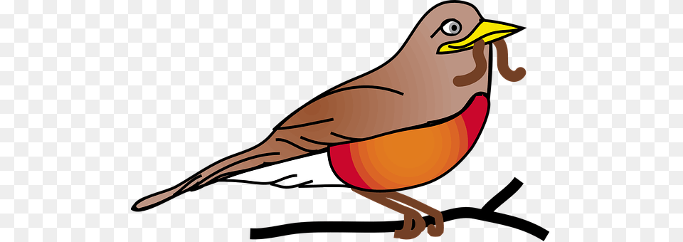 Red Robin Animal, Beak, Bird, Finch Free Transparent Png