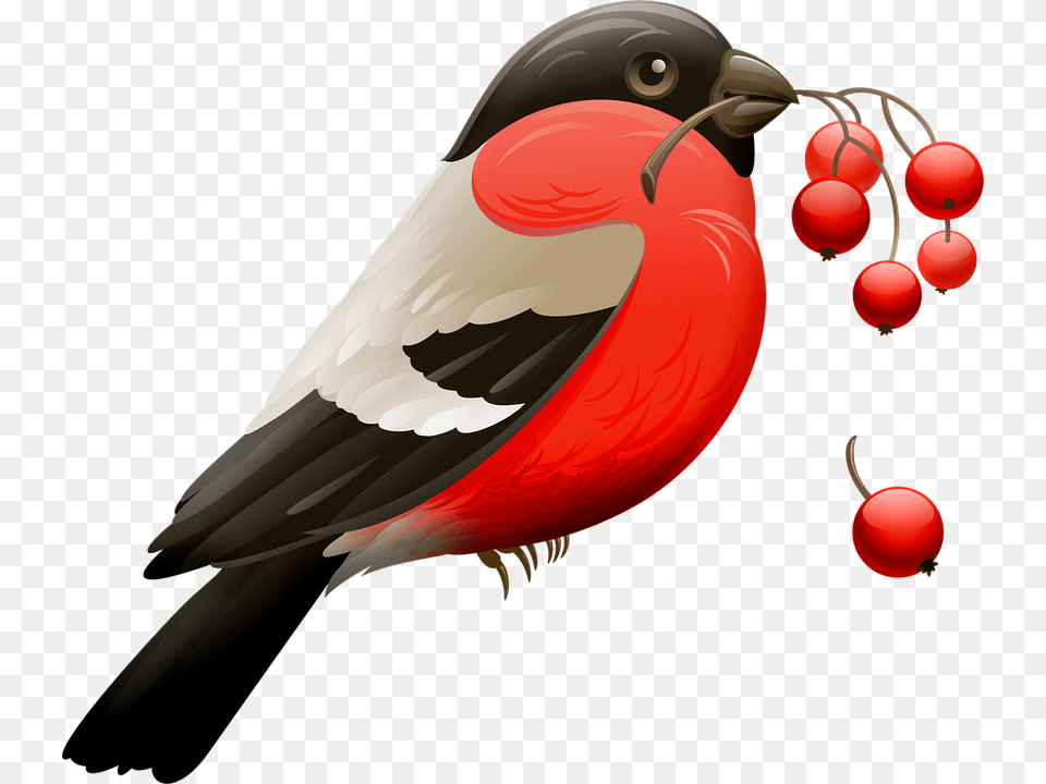 Red Robin Berry Red Berries Bird Nature Animal, Beak, Finch, Food, Fruit Free Png