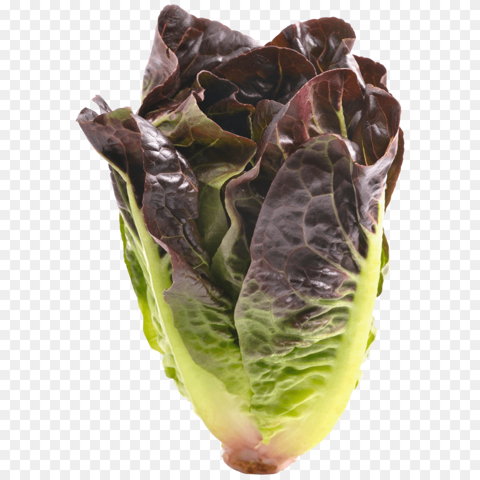 Red Romaine Lettuce Cabbage, Food, Plant, Produce, Vegetable Png