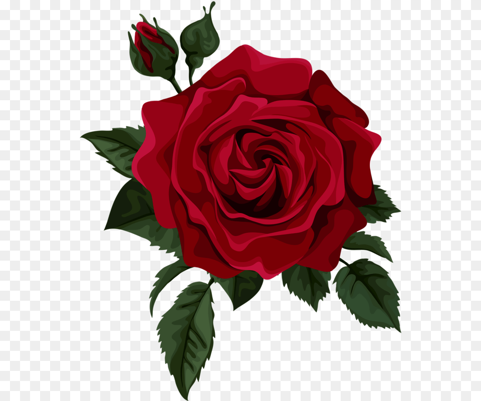 Red Rose, Flower, Plant Free Transparent Png