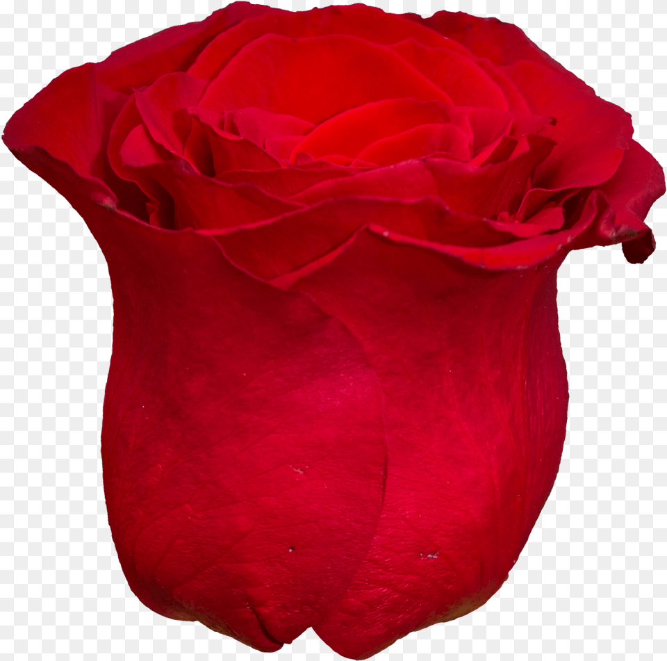 Red Rose, Flower, Petal, Plant Free Png