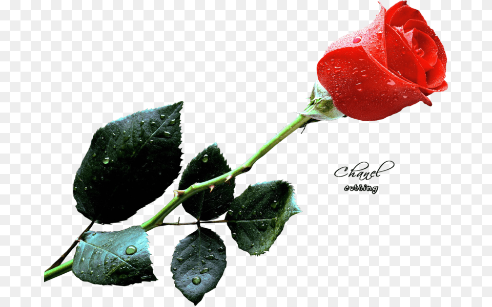 Red Rose, Flower, Plant, Petal, Animal Free Png