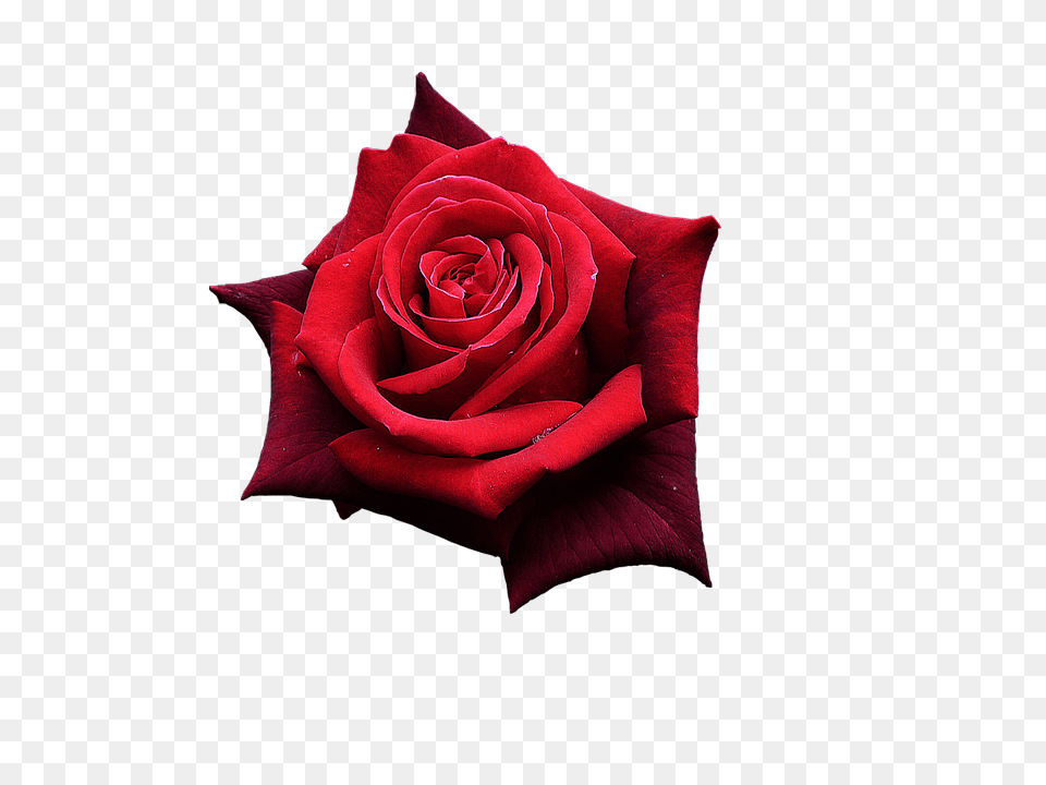 Red Rose Flower, Plant Free Png Download