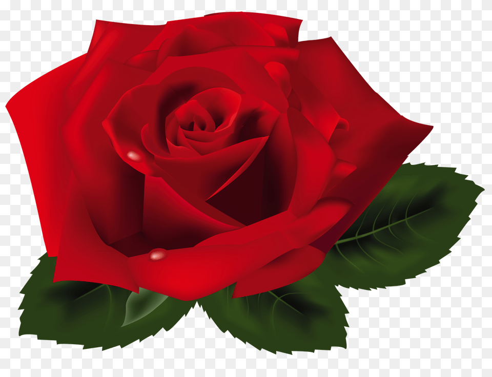 Red Rose, Flower, Plant Free Png