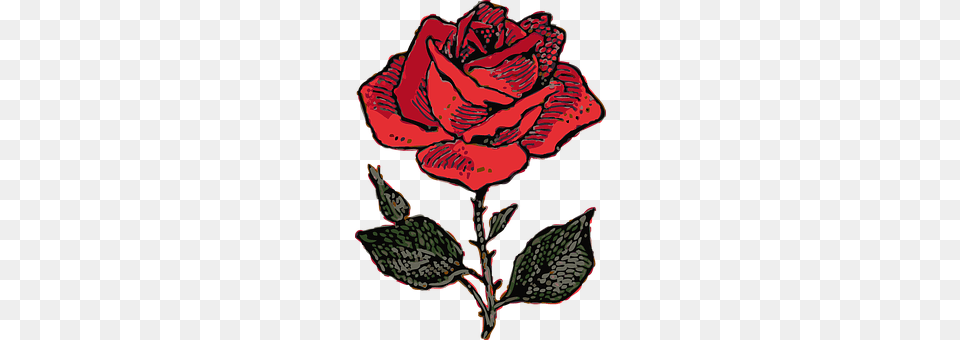 Red Rose Flower, Plant, Pattern, Petal Free Transparent Png