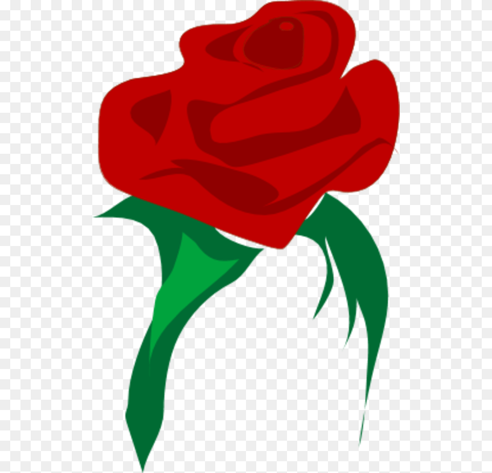 Red Rose, Flower, Plant, Adult, Female Png Image