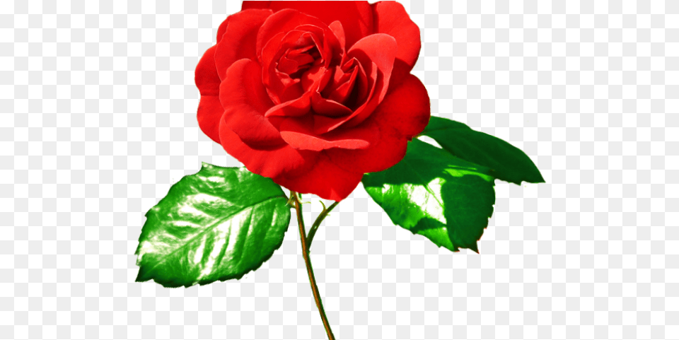 Red Rose And Green Leaves, Flower, Plant Png Image