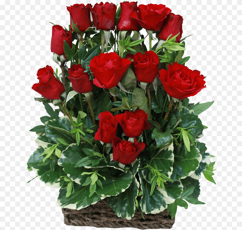 Red Rose Arrangement Auguri Di Buon Compleanno Silvana, Flower, Flower Arrangement, Flower Bouquet, Plant Png