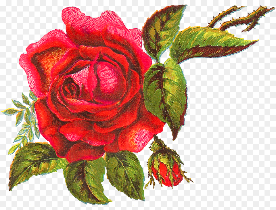 Red Rose Art, Flower, Plant, Leaf Png