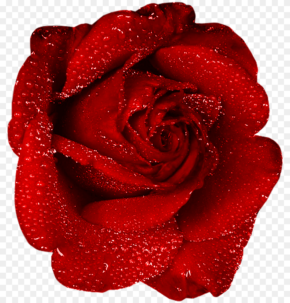 Red Rose Art, Flower, Plant Free Png Download