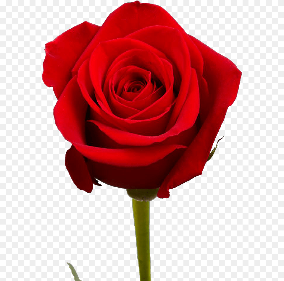 Red Rose Bouquet, Flower, Plant Free Transparent Png