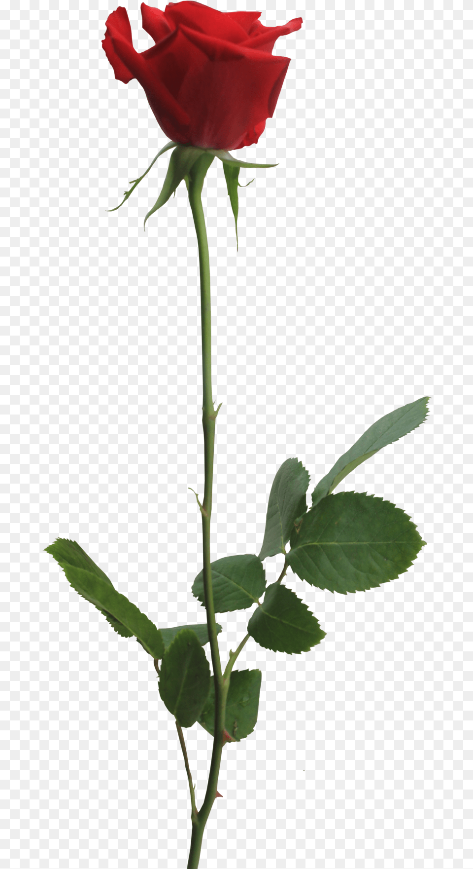 Red Rose By Thy Darkest Hour Of Rose, Flower, Plant Png