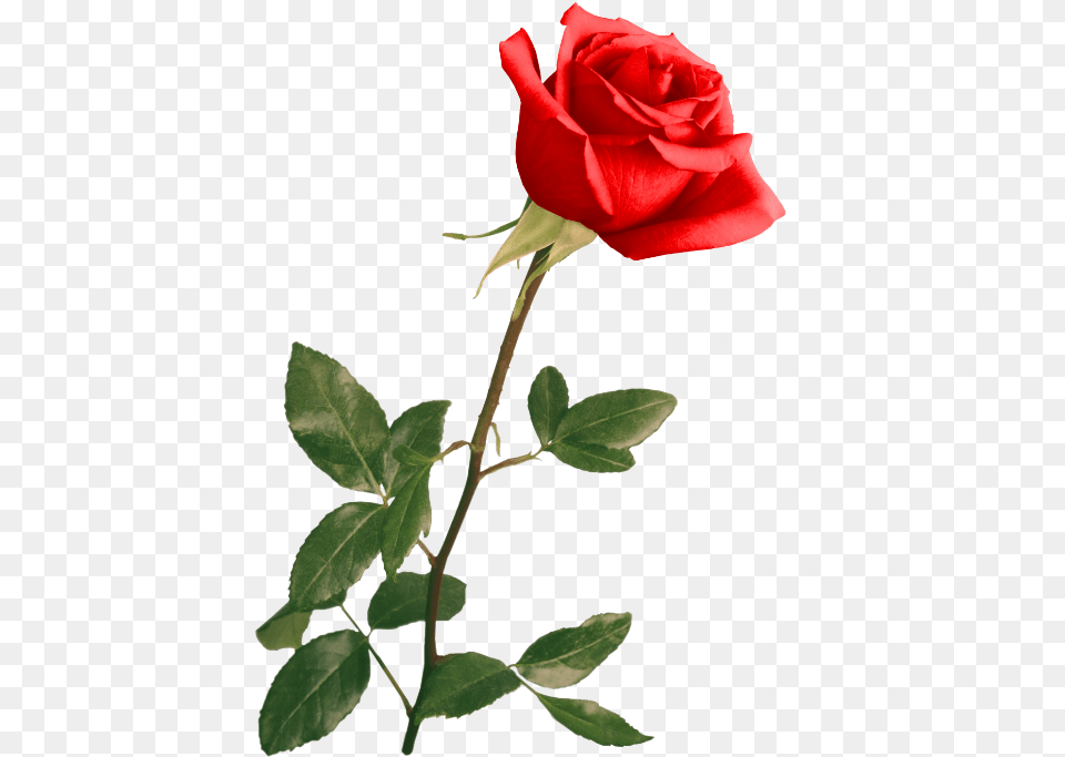 Red Rose By Violettalestrange Rose With Stem Photography, Flower, Plant Png Image