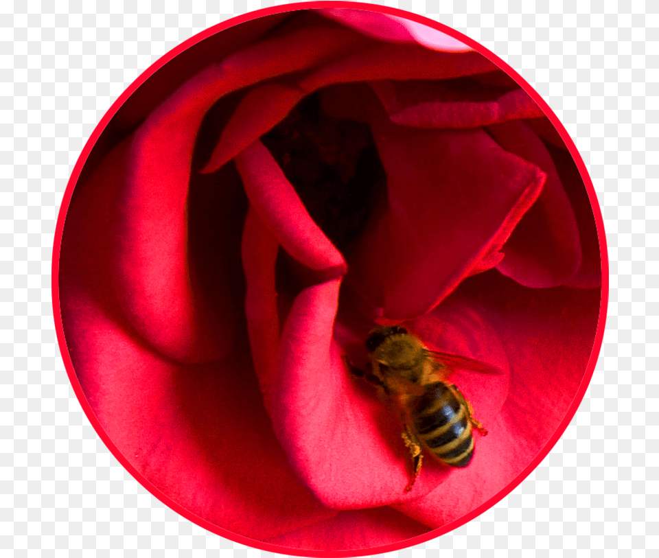 Red Rose Cirkle Honey Bee Bee On A Rose, Animal, Invertebrate, Insect, Honey Bee Free Png Download