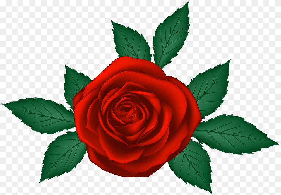 Red Rose Clip Art, Flower, Plant Free Png