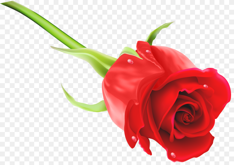 Red Rose Clip Art Free Png