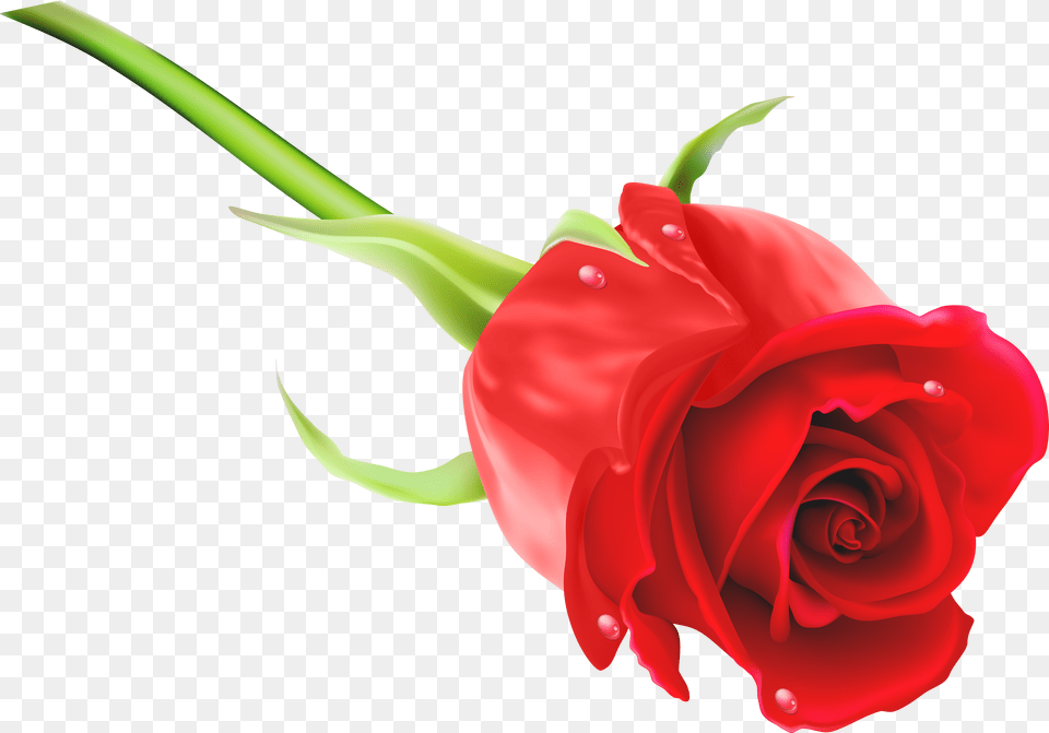 Red Rose Clip Art Imageu200b Gallery Yopriceville Free Png