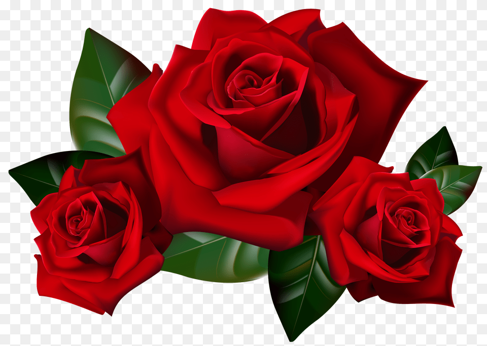 Red Rose Clipart, Flower, Plant Free Png Download