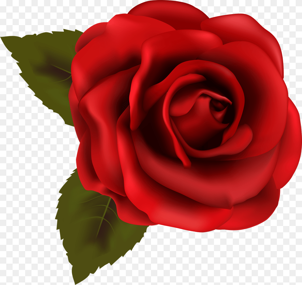 Red Rose Clipart Backgroundless Background Rose Clipart Png Image