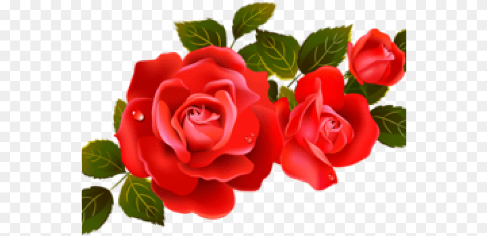 Red Rose Clipart Divider Rose Flower Hd, Plant, Petal Free Png