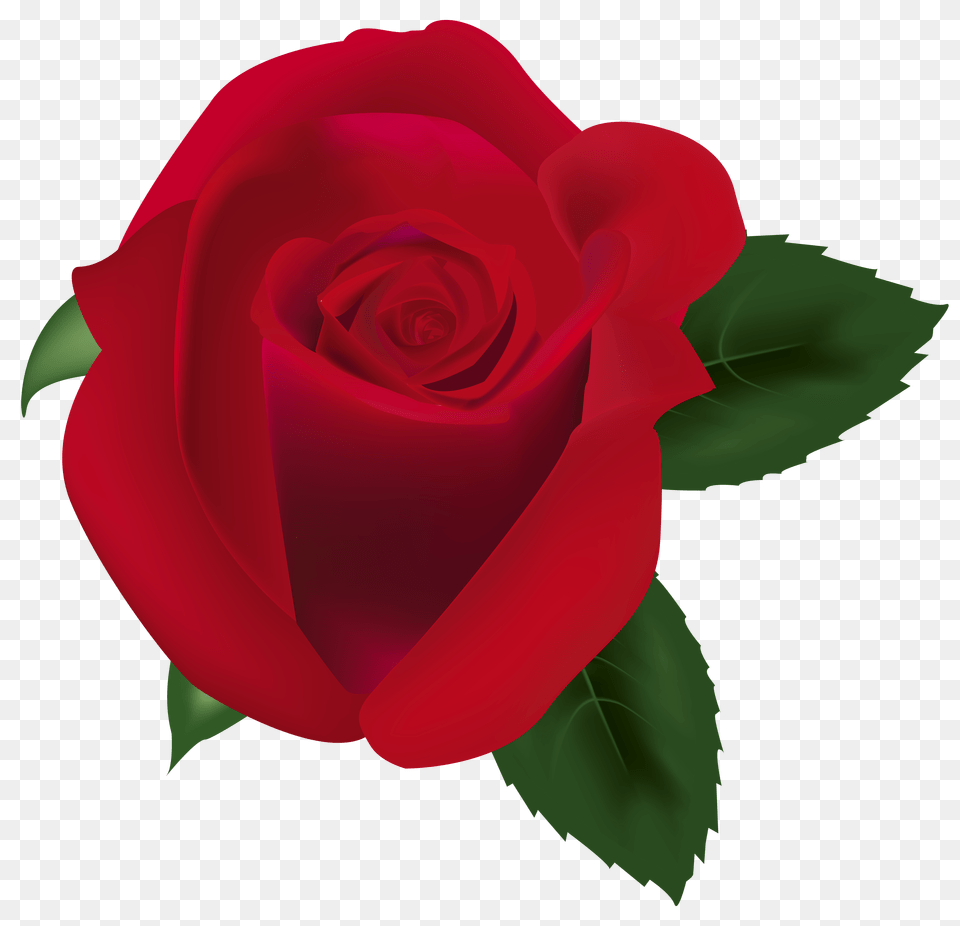Red Rose Clipart Image, Flower, Plant Png