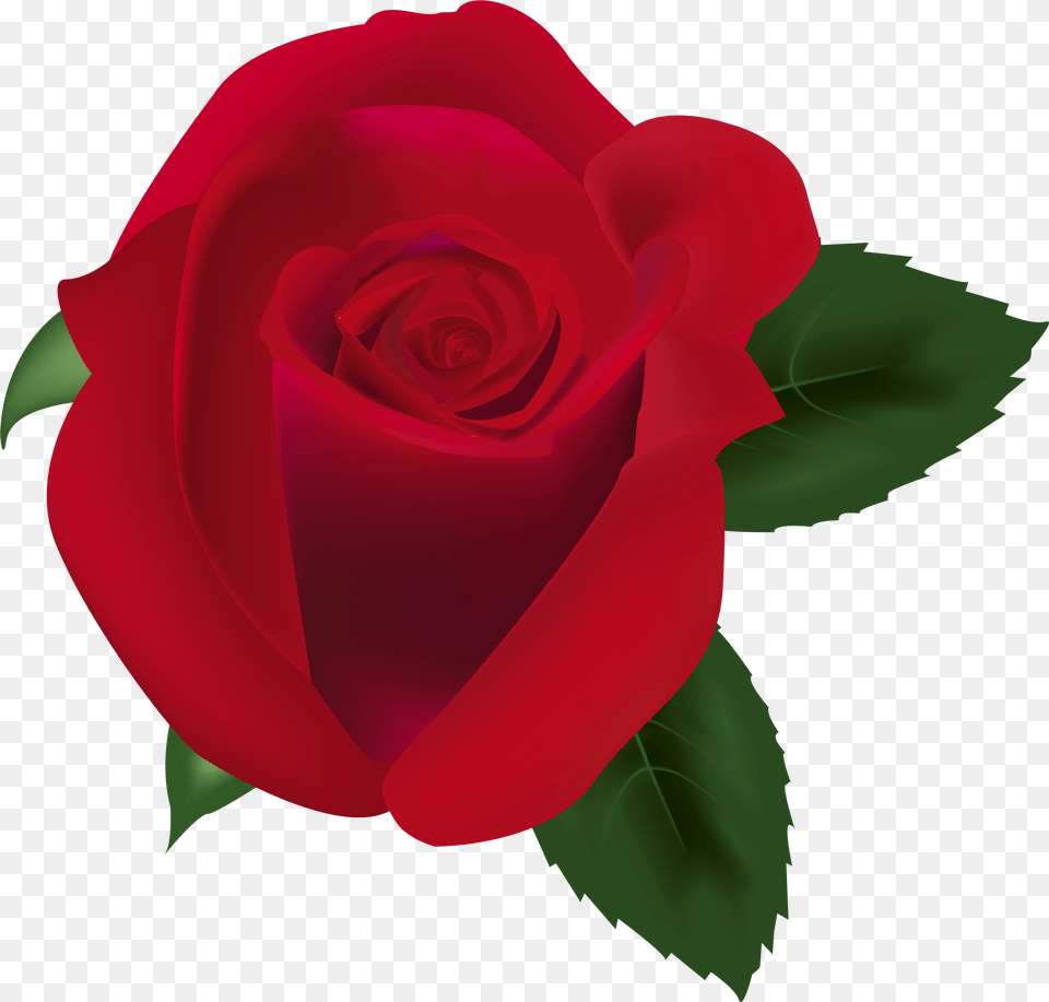 Red Rose Clipart Image Portable Network Graphics, Flower, Plant Free Png Download