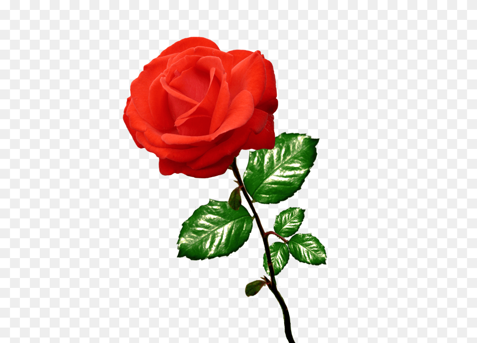 Red Rose Clipart Long Stalk Clipart Rose Clipart, Flower, Plant Free Transparent Png