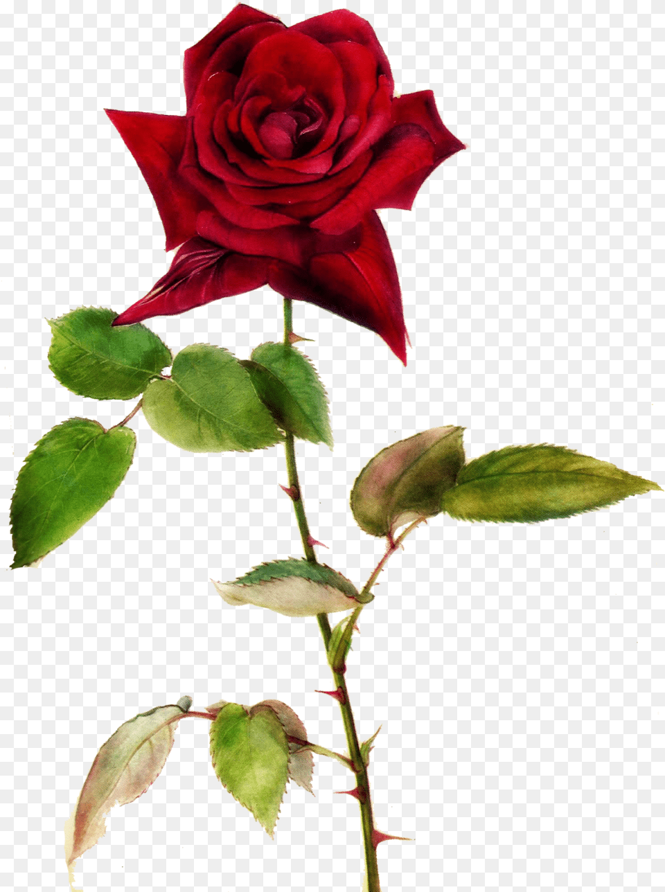 Red Rose Clipart One Red Roses With Thorns, Flower, Plant, Petal Free Png Download