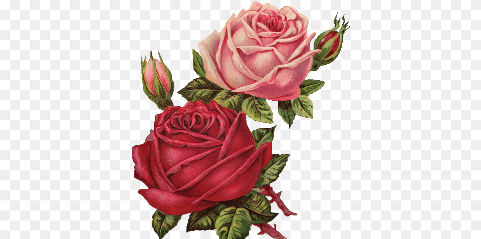 Red Rose Clipart Vintage Flower Red Roses Vintage, Plant, Art Png Image