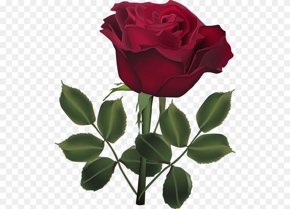 Red Rose Dark Red Roses Beautiful Roses Clip Dark Red Rose Flower, Plant Free Transparent Png
