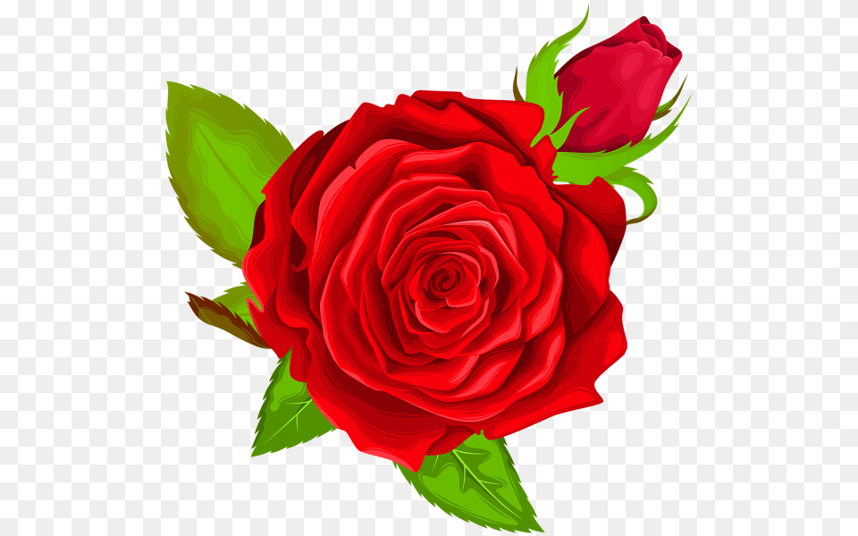Red Rose Decorative Clip Art Image Purple Rose, Flower, Plant Png